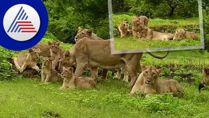 WorldLionDay: ಗಿರ್ ಅರಣ್ಯದಲ್ಲಿ ರಾಜ ರಾಣಿ ಮಕ್ಕಳು... ಅಪರೂಪದ ದೃಶ್ಯ ಸೆರೆ