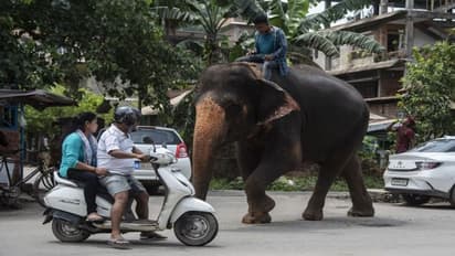 एक दिन में 150 किलो तक खुराक और इतने गैलन पानी पी जाता है हाथी, जानिए इससे जुड़े रोचक फैक्ट 