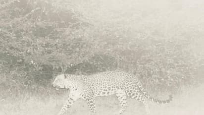 ಬೆಳಗಾವಿ ಜಿಲ್ಲೆಯಲ್ಲಿ ಒಂದಲ್ಲ.. ಎರಡಲ್ಲ.. ಮೂರು ಚಿರತೆ ಪ್ರತ್ಯಕ್ಷ..!