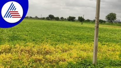 ಜಿಟಿಜಿಟಿ ಮಳೆಗೆ ಬೆಳೆಗಳು ಹಾನಿ: ರೈತರಿಗೆ ಸಂಕಷ್ಟ