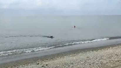 കടലില്‍ നിന്ന് നീന്തിക്കയറിയ ജീവിയെ കണ്ട്, തീരത്ത് കുളിക്കാനായി എത്തിയവര്‍ ഓടി 