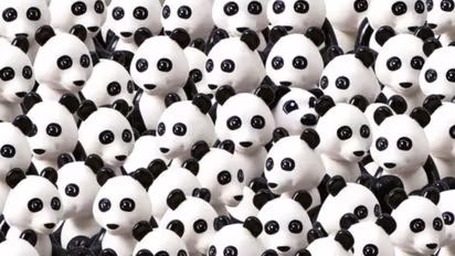 20 സെക്കന്റിനുള്ളിൽ പാണ്ടകൾക്കിടയിലെ പട്ടിക്കുട്ടിയെ കണ്ടെത്താമോ?