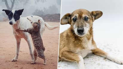 Why should you adopt a desi dog? Here are some major reasons 