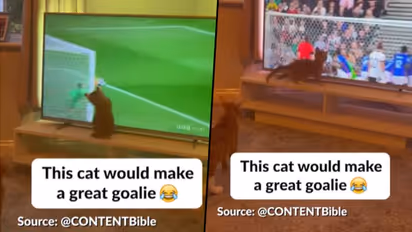 Watch: Cat attempts to help goalkeeper during football match on TV