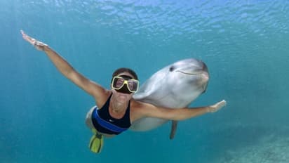 അത്ര നിഷ്ക്കളങ്കരല്ല ഡോള്‍ഫിനുകള്‍; ജപ്പാനിലെ ബീച്ചില്‍ നീന്തല്‍ക്കാര്‍ക്ക് നേരെ ഡോള്‍ഫിന്‍ ആക്രമണം 