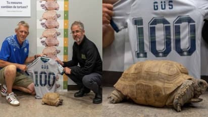 ആമയ്ക്ക് നൂറാം പിറന്നാൾ, മൂന്ന് ദിവസം പാർട്ടിയടക്കം ആഘോഷം!