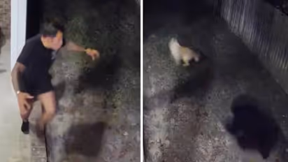 വളർത്തുനായയെ അക്രമിക്കുന്ന കരടി, ഭയപ്പെടുത്തി ഓടിച്ച് ഉടമ!