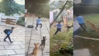 കടിക്കാൻ കുതിച്ച് ഒരു കൂട്ടം തെരുവുപട്ടികൾ, 'മിന്നൽ മുരളിയായി ഷാസ്', തലനാരിഴയ്ക്ക് രക്ഷപ്പെട്ടു -വീഡിയോ