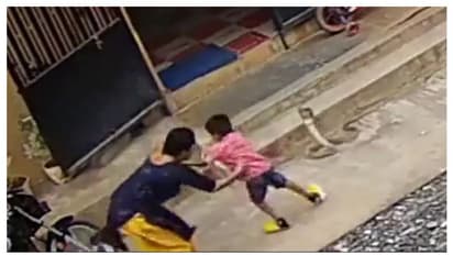 കുട്ടിക്ക് നേരെ ചീറിയടുത്ത് പത്തിവിടർത്തിയ കൂറ്റൻ മൂർഖൻ, മിന്നൽവേഗത്തിൽ അമ്മയുടെ ഇടപെടൽ-നെഞ്ചിടിക്കും വീഡിയോ