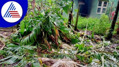 ಕಾಡಾನೆ ದಾಳಿಗೆ ಗ್ರಾಮಸ್ಥರು ತತ್ತರ: ಅಪಾರ ಕೃಷಿ ಹಾನಿ