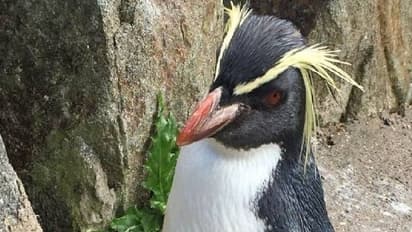 കുറുക്കൻ കയറി, മൃ​ഗശാലയിലെ ഏറ്റവും പ്രായം ചെന്ന പെൺപെൻ​ഗ്വിന് ദാരുണാന്ത്യം 