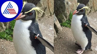 ಇಂಗ್ಲೆಂಡ್‌ನ ಅತ್ಯಂತ ಹಿರಿಯ ಪೆಂಗ್ವಿನ್‌ ನರಿ ದಾಳಿಗೆ ಬಲಿ