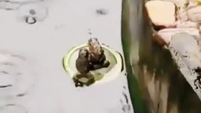 टाइटेनिक मूवी का असली और फाइनल सीन क्या था.. ये बात इस वायरल वीडियो में दो मेंढकों ने बता दी 