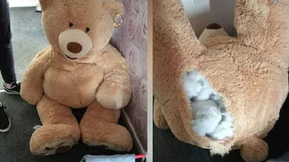 ಟೆಡ್ಡಿ ಬೇರ್‌ನೊಳಗೆ ಅಡಗಿದ್ದ ಕಳ್ಳನ ಹೆಡೆಮುರಿ ಕಟ್ಟಿದ ಪೊಲೀಸರು