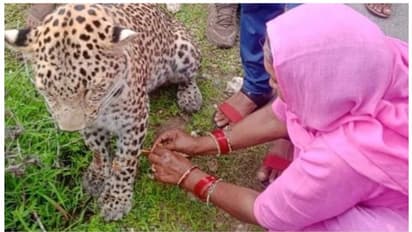 Viral Photo :  പരിക്കേറ്റ പുള്ളിപ്പുലിക്ക് രാഖി കെട്ടുന്ന യുവതി, ചിത്രം വെെറൽ