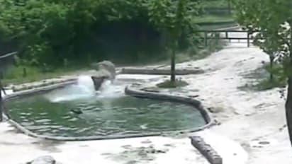 बच्चा पूल में गिरा तो बेचैन हो उठा हाथियों का झुंड.. जो जहां था, वहीं से लगा दी दौड़