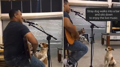 ಯುವಕನ ಸಂಗೀತಾ ಕಚೇರಿಗೆ ಬೆರಗಾದ ಬೀದಿ ನಾಯಿ: ವಿಡಿಯೋ ವೈರಲ್‌