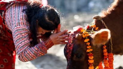 Bahula Chaturthi 2022: इस आरती के बिना अधूरा है बहुला चतुर्थी व्रत, जानें पूजा विधि, शुभ मुहूर्त और उपाय