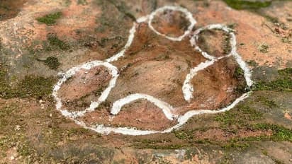 മേശക്കടിയിൽ 100 ദശലക്ഷം വർഷം പഴക്കമുള്ള ദിനോസർ കാൽപ്പാടുകൾ