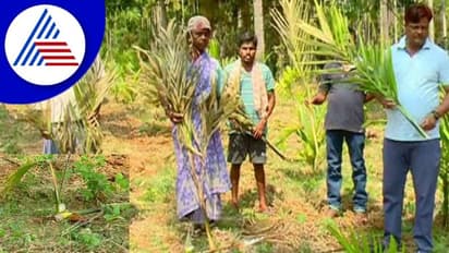 Crime News: ಜಮೀನಿಗೆ ನುಗ್ಗಿ 200 ಅಡಿಕೆ ಸಸಿ ಕತ್ತರಿಸಿ ಹಾಕಿದ ದುಷ್ಕರ್ಮಿಗಳು; ರೈತ ಮಹಿಳೆ ಕಂಗಾಲು