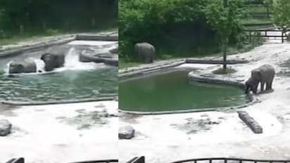 ನೀರಿನ ಹೊಂಡಕ್ಕೆ ಬಿದ್ದ ಮರಿ: ಜೀವದ ಹಂಗು ತೊರೆದು ರಕ್ಷಿಸಿದ ತಾಯಾನೆ: ವಿಡಿಯೋ ವೈರಲ್