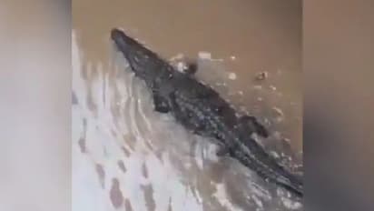 കനത്ത മഴയ്ക്കിടെ വീടുകളുള്ള കോളനിയില്‍ മുതല; വീഡിയോ