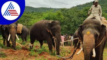 ರೈತರಿಗೆ ಹಾವಳಿ ನೀಡ್ತಿದ್ದ ಕಾಡಾನೆ ಕೊನೆಗೂ ಸೆರೆ, ಕುತೂಹಲದಿಂದ ನೋಡಲು ಮುಗಿಬಿದ್ದ ಜನ
