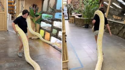 ഷോള്‍ ധരിക്കും പോലെ കൂറ്റൻ പാമ്പിനെയുമിട്ട് സ്ത്രീ; വീഡിയോ