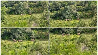 അട്ടപ്പാടി പ്ലാമരത്ത് വീണ്ടും കാട്ടാനക്കൂട്ടം, ഒമ്പത് കാട്ടാനകൾ , ഭീതിയോടെ ജനം