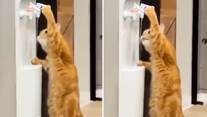 Watch: Cat drinking on its own from a water cooler, surprises netizens