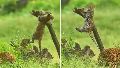 Watch: Leopard cub's pull-ups on tree branch is winning hearts