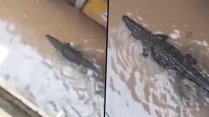 Crocodile enters residential area in MP's Shivpuri; shocking video goes viral