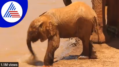 ಪುಟ್ಟ ಸೊಂಡಿಲಿನಲ್ಲಿ ನೀರು ಕುಡಿಯಲು ಕಲಿಯುತ್ತಿರುವ ಪುಟಾಣಿ ಆನೆ: ವಿಡಿಯೋ ವೈರಲ್‌