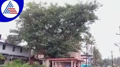 ಕಾರವಾರ: ಸ್ವಾತಂತ್ರ್ಯ ದಿನವೇ ನೆಟ್ಟ ಗಿಡ ಇಂದು ಬೃಹತ್ ಹೆಮ್ಮರ..!