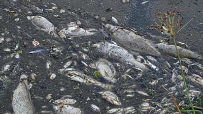 നദിയിൽ ചത്തുപൊങ്ങിയത് ആയിരക്കണക്കിന് മീനുകൾ, കാരണം തേടി രണ്ട് രാജ്യങ്ങൾ