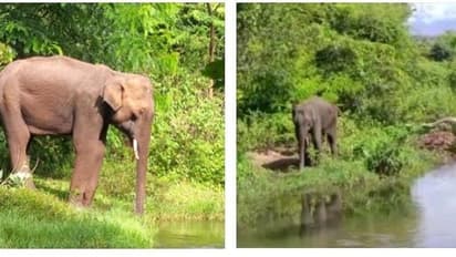 பல மணி நேரமாக உயிருக்கு போராடும் யானை..! சிகிச்சை அளிப்பது யார்? குழப்பத்தில் தமிழக - கேரளா வனத்துறையினர்