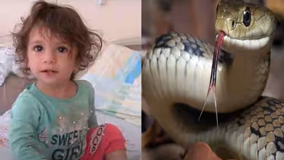 ತನ್ನನ್ನು ಕಚ್ಚಿದ ಹಾವನ್ನು ಕೊಂದು ಸೇಡು ತೀರಿಸಿಕೊಂಡ ಟರ್ಕಿಯ 2 ವರ್ಷದ ಮಗು