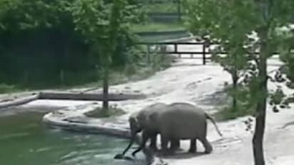 വെള്ളത്തിലേക്ക് വീണ് ആനക്കുട്ടി, രക്ഷിച്ച് മുതിർന്ന ആനകൾ, വീഡിയോ