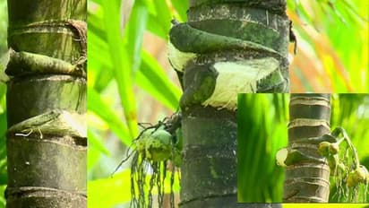 ಫಸಲಿಗೆ ಬಂದ ಅಡಿಕೆಗೆ ಕನ್ನ: ರಾತ್ರೋ ರಾತ್ರಿ ತೋಟಕ್ಕೆ ನುಗ್ಗಿ ಅಡಿಕೆ ಕದಿಯುತ್ತಿರುವ ಕಳ್ಳರು