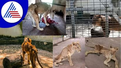 ಕಣ್ಣೀರು ತರಿಸುತ್ತಿದೆ ಕಾಡಿನ ರಾಜನ ದುಸ್ಥಿತಿ: ತಿನ್ನಲು ಆಹಾರವಿಲ್ಲದೇ ಅಸ್ಥಿಪಂಜರದಂತಾದ ಸಿಂಹಗಳು