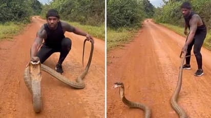 King Cobra : 'മരണം വച്ചുള്ള കളി'; പിടികൂടുന്നതിനിടെ ആളെ ആക്രമിക്കാൻ പാഞ്ഞ് രാജവെമ്പാല