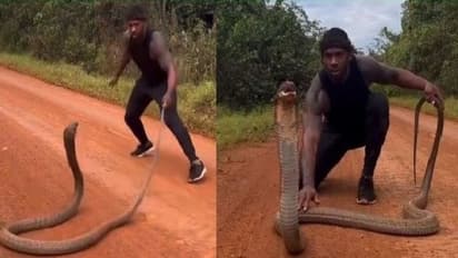 किंग कोबरा से खिलवाड़ कर रहा था युवक, वायरल वीडियो में देखिए क्या हुआ उसके साथ 