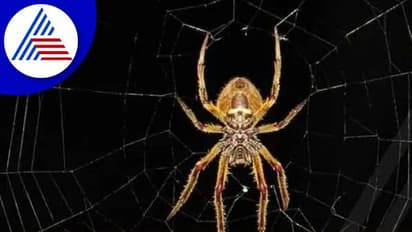 Astrology Tips : ಗೆಸ್ಟ್ ಬರ್ತಾರೆ ಅನ್ನೋದ್ರಿಂದ ಹಿಡಿದು ಅನಾಹುತದವರೆಗೆ ಸೂಚನೆ ನೀಡುತ್ತೆ ಜೇಡ