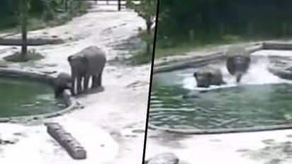 Elephants rescue a calf from drowning in water; heartwarming video goes viral