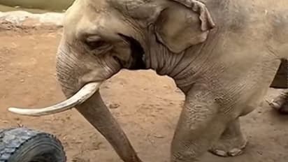 बाड़े में गिर गया बच्चे का जूता.. वीडियो में देखिए हाथी ने क्या किया उसके साथ, यूजर्स बोले- जंगल में छोड़ दो 