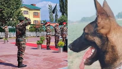 Story of Axel, the 1st army assault dog to be 'Mentioned in Despatches'