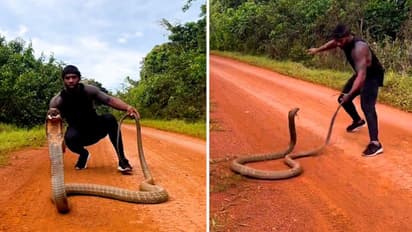 Watch: Giant King Cobra pounces on man as he tries lifting it; leaves netizens stunned
