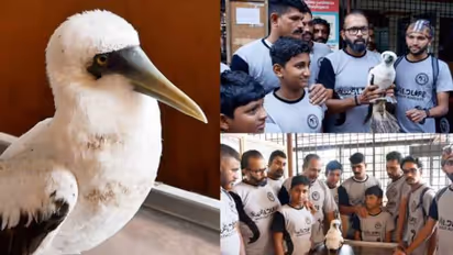 അവശ നിലയിൽ കരയിലെത്തിയ നീലമുഖിപ്പക്ഷിക്ക് ജീവന്റെ കൈത്താങ്ങ്; രക്ഷിച്ചത് മത്സ്യത്തൊഴിലാളികൾ