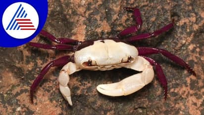 ಪಶ್ಚಿಮಘಟ್ಟದಲ್ಲಿ ಘಟಿಯಾನ ದ್ವಿವರ್ಣ ಏಡಿ ಪತ್ತೆ