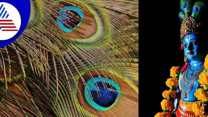 ಜನ್ಮಾಷ್ಟಮಿ 2022: ಕೃಷ್ಣ ನವಿಲುಗರಿಯನ್ನು ಕಿರೀಟದಲ್ಲಿ ಧರಿಸುವುದೇಕೆ?